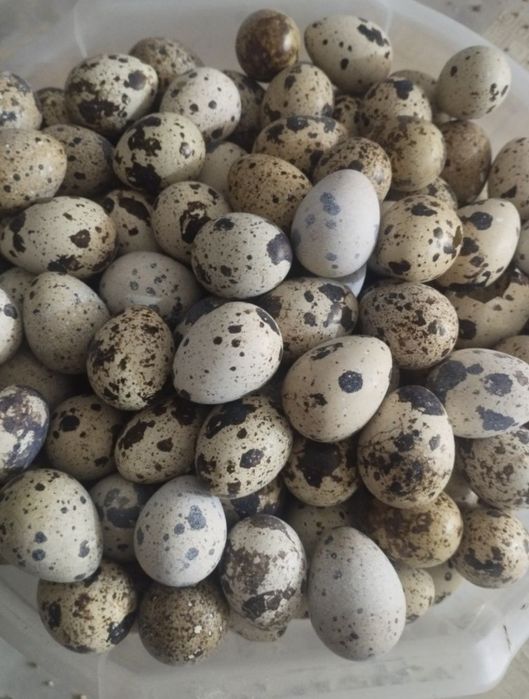 Bedana tuxum urug'langan inkubatorga