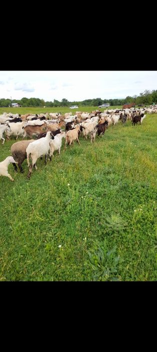 Vând oi și capre sau schimb cu vaci‼️