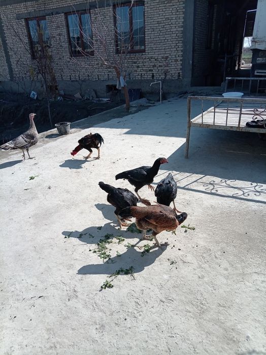 Dakan tuxumlari sotildi