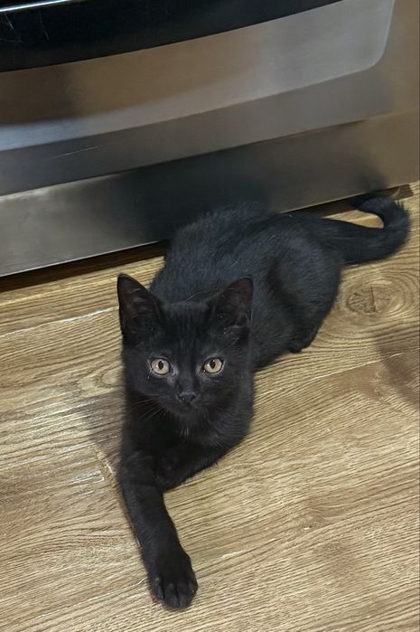 Котик 4 месяца Лупик