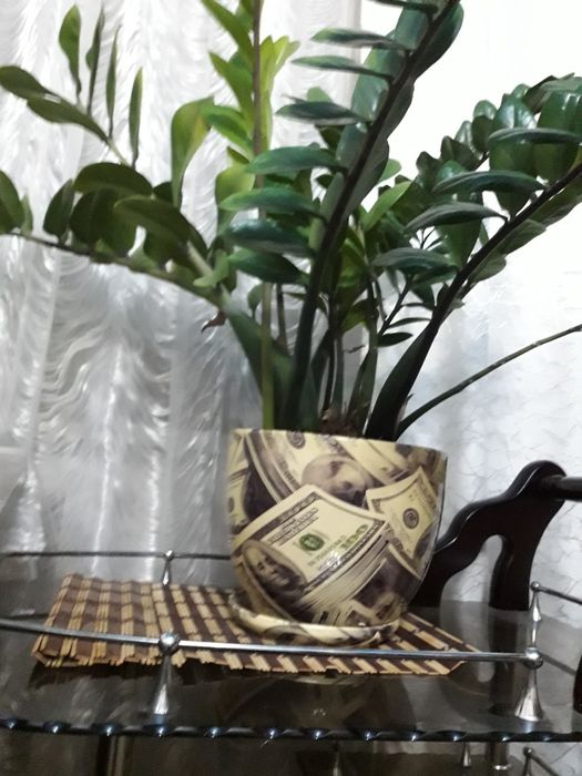 Продам долларовое дерево