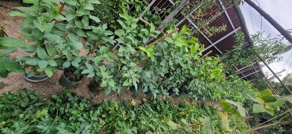 De vânzare lamaii pe rod