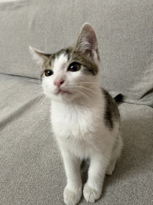 Котенок Мальчик