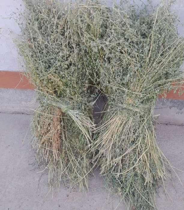 Srochna beda sotiladi Romitan buxoro arzon беда арзон бухоро срочна
