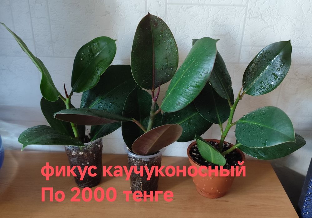 Фикусы каучуконосные
