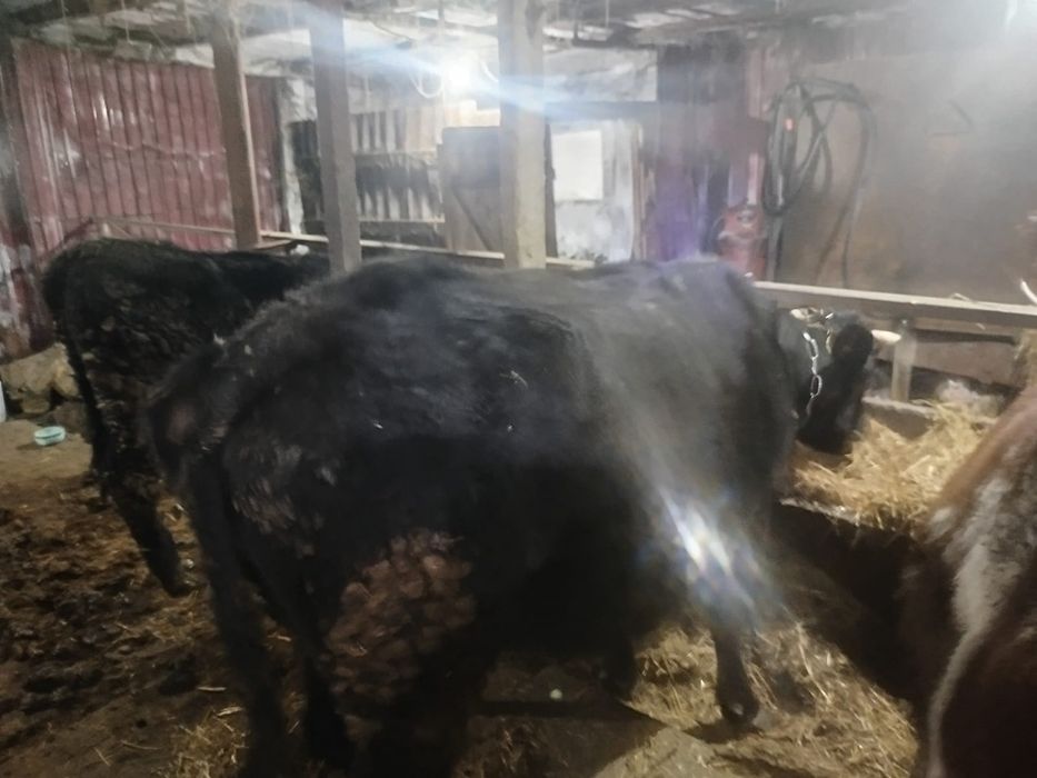 Продам 4 коровы и 1 тёлочка