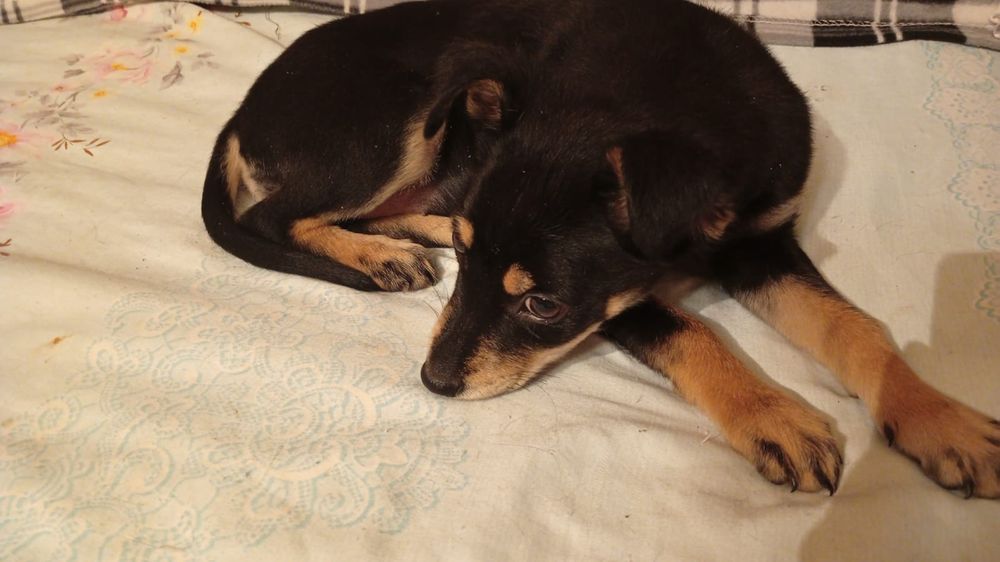 Отдам щенков в добрые руки