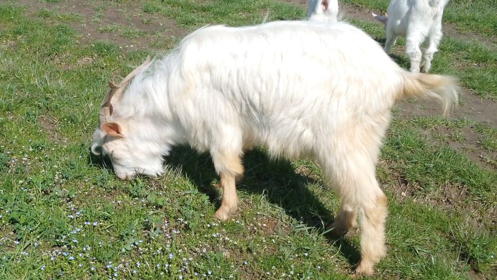 Vând iezi crescuți natural