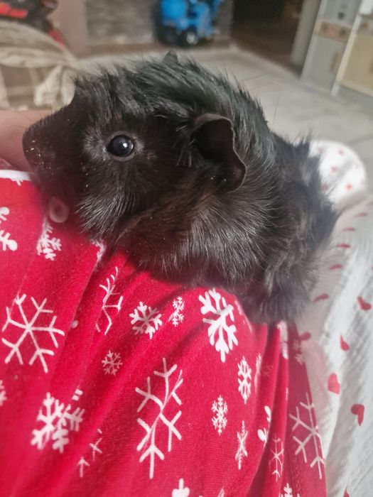 Морская свинка пэппэ