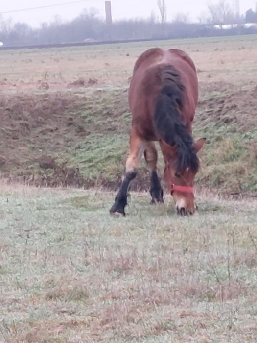 Vand manza de un an!