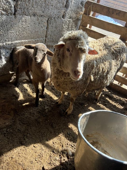 Продам баран девочки