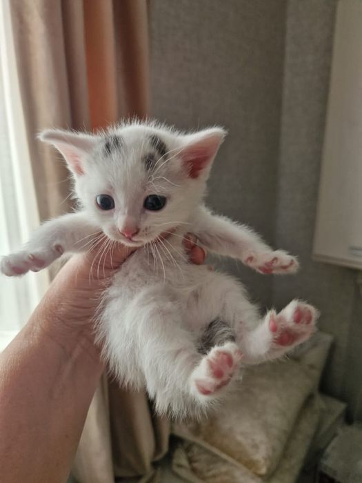 Милые котята Тыг-дык, родились 5 мая