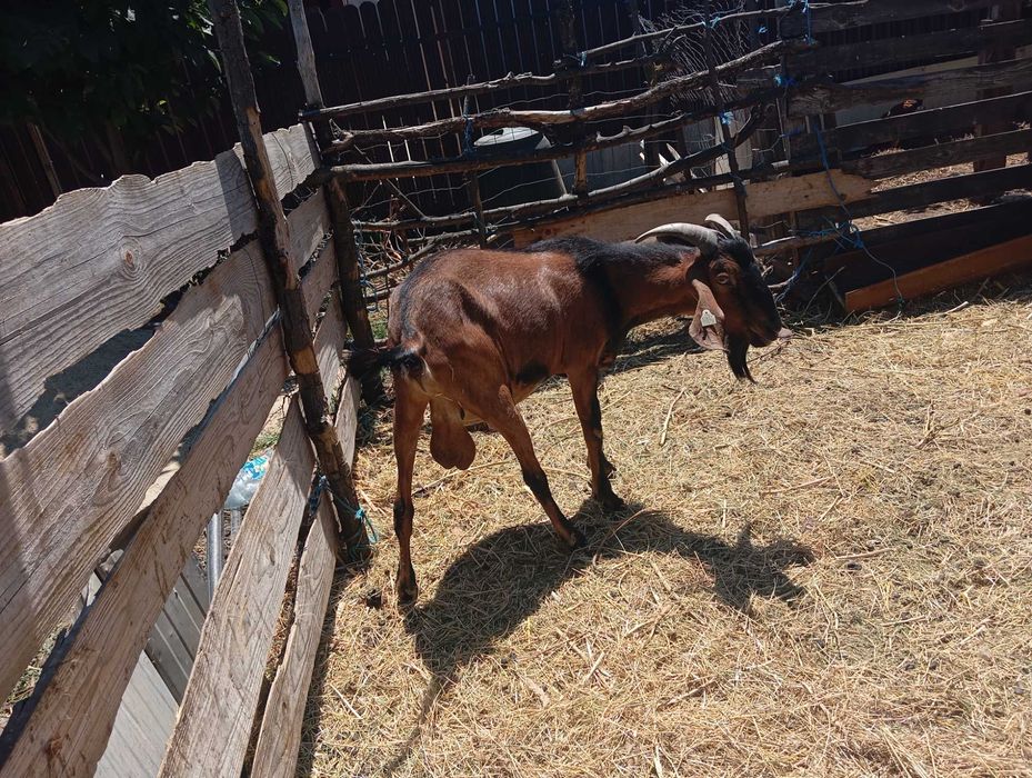 Țap anglonubian 2,5ani