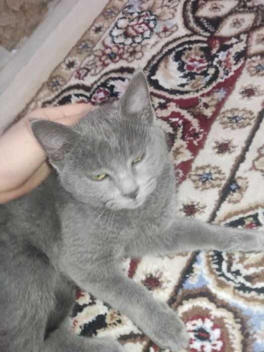 Продам кошку британский