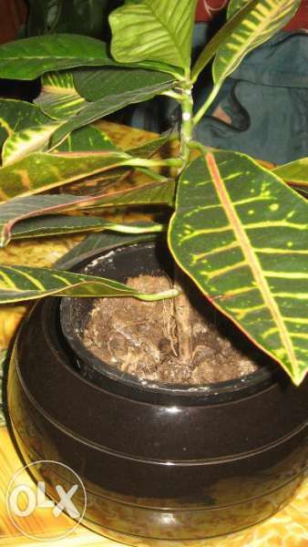 керамична кашпа, яйцето на Колумб