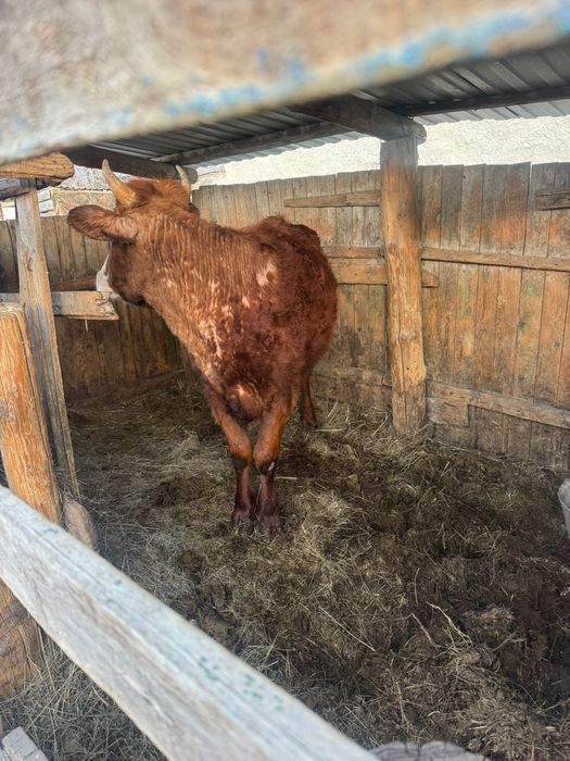 Продам Құнажын Қашар сатамын