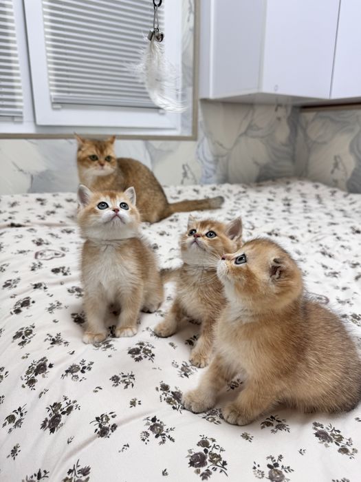 Zolotaya shinshilla ny 12