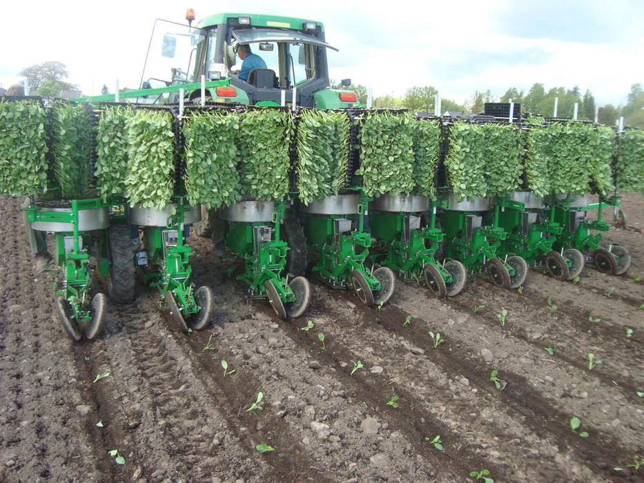 Sfoggia Florida сажалка СОТИЛАДИ!