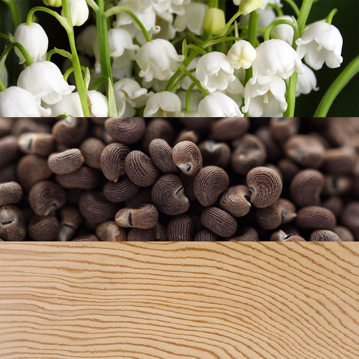 Parfum Calvin Klein Beauty EDP 50ml