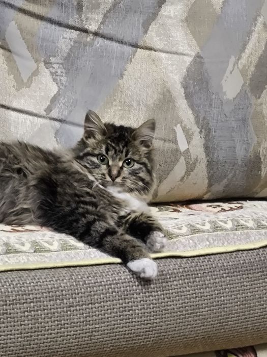 Кошка(котёнок). БЕСПЛАТНО