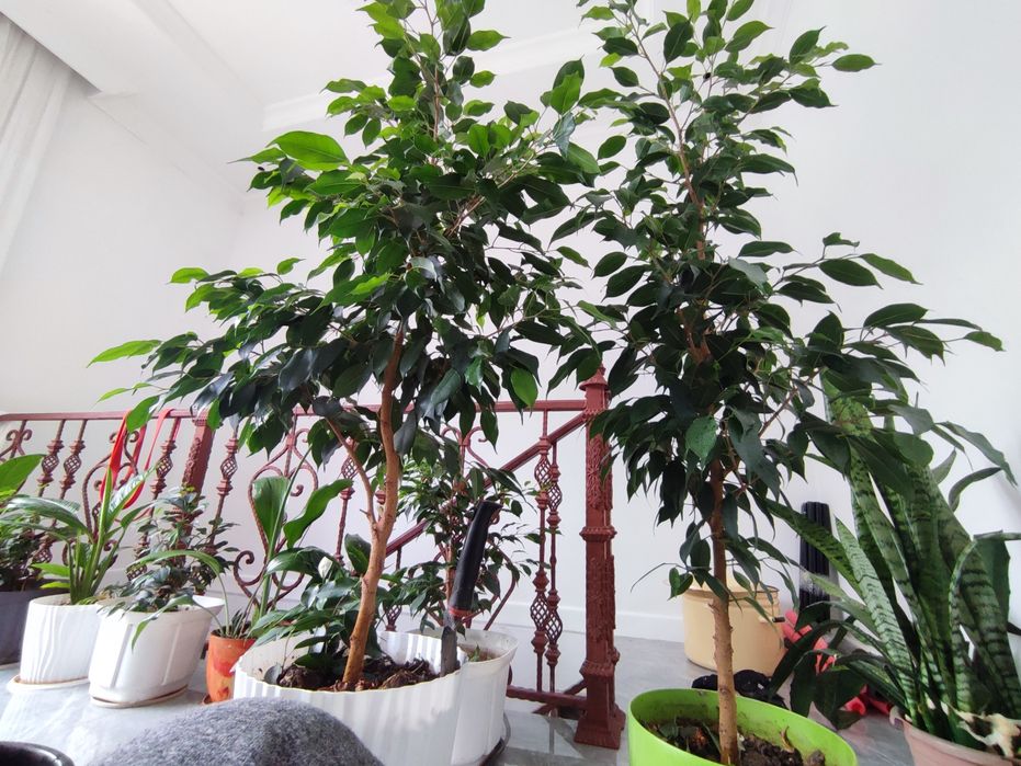 Фикус Бенджамин ағашы