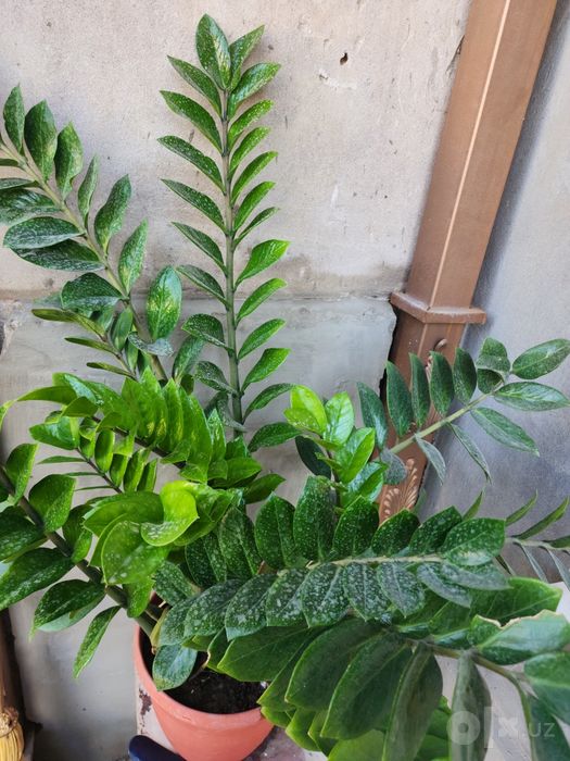 Gullar sotiladi xar hil