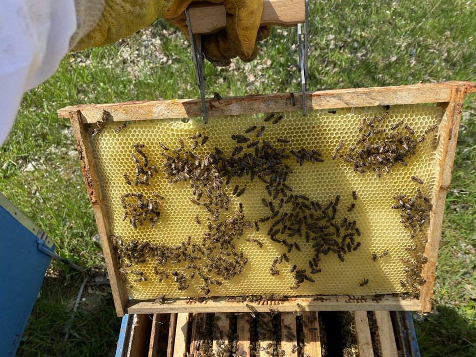 Faguri artificiali din ceara de albine 1/1
