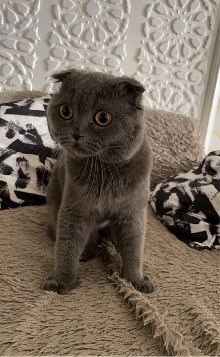 вязка скотиш фолд