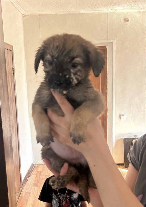 Отдам щенят в хорошие добрые руки