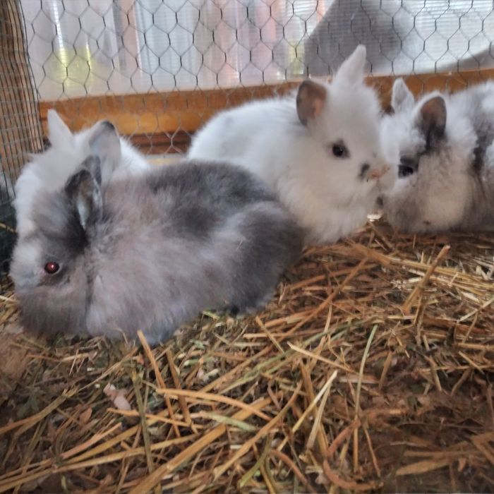 Vând 4 pui de iepure Angora