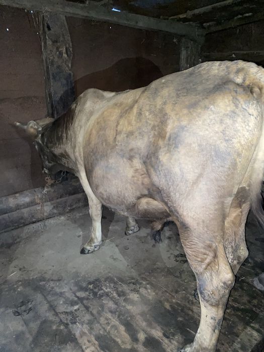 Продам быков.