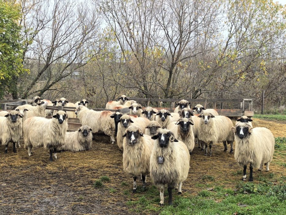 Oi tinere de vânzare