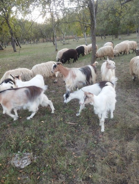 Capre, ieduțe și tapi de  vânzare