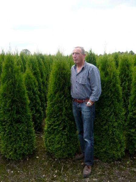 Thuja occidentalis smaragd  ( tuia )