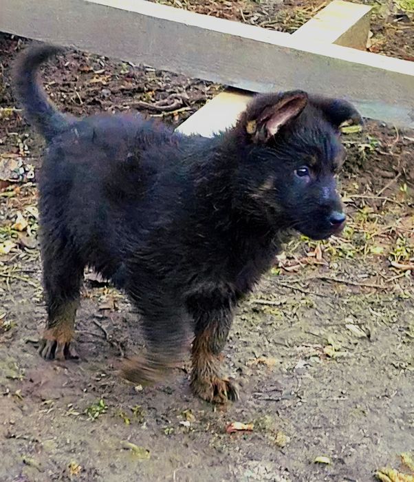 Ciobanesc german linie veche