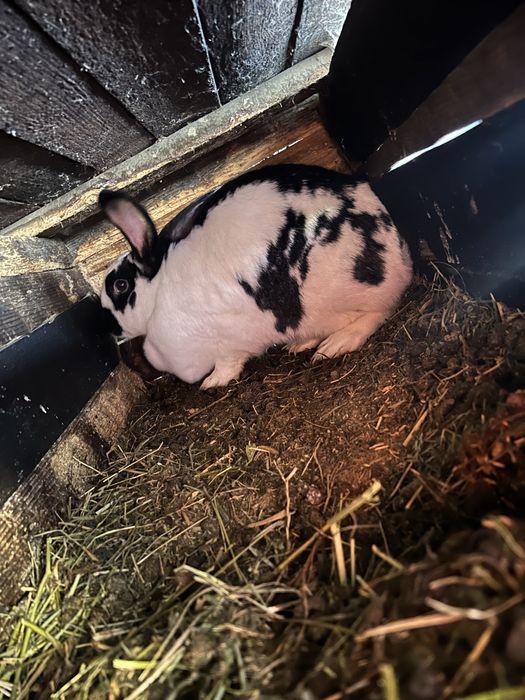 De vânzare 3 iepuri