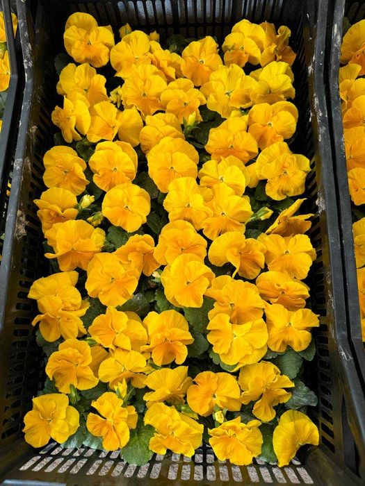 Viola / Виола в любом количестве