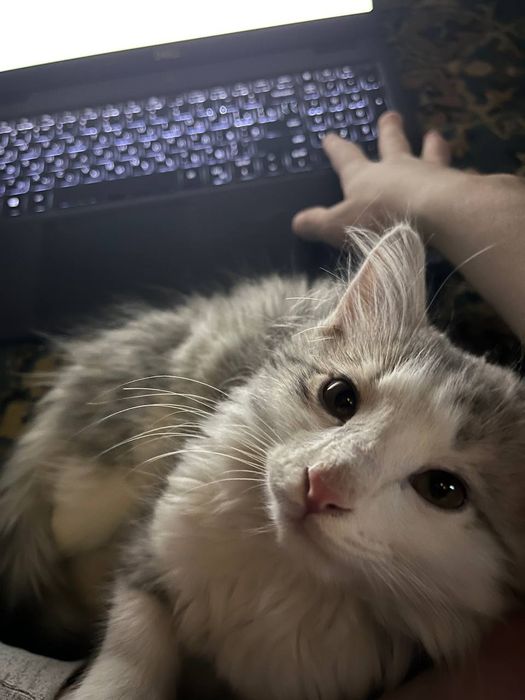 Котёнок мальчик "Борис"