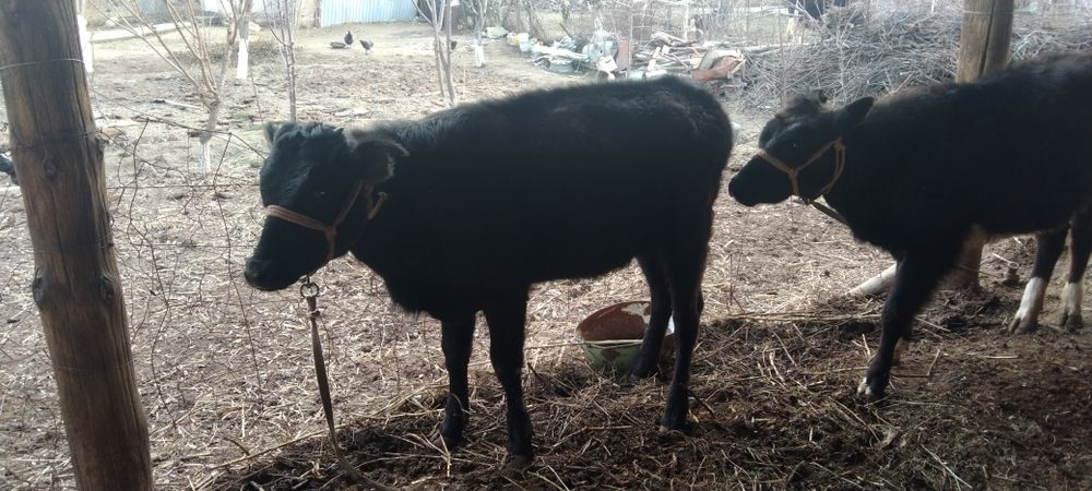 Срочно сатыладыы