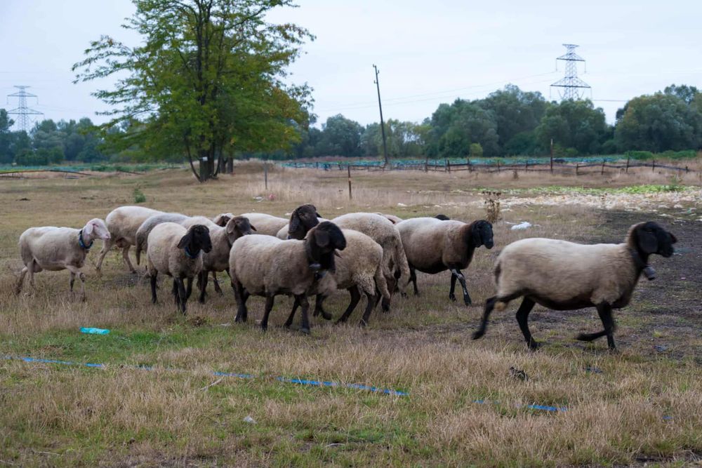 Продавам 15 Овце,1 коч,агнета и шилета