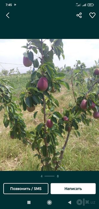 pingledi roziglof em 106  pulini bulip tulasa ham buladi 12 ta viloy