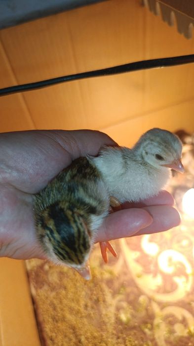 Цыплята Цесарки суточные