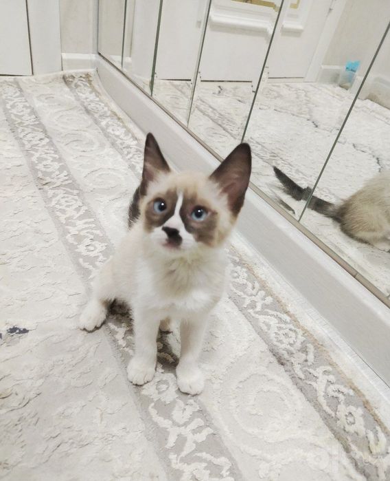 3 oylik Siamese mushukcha sotiladi