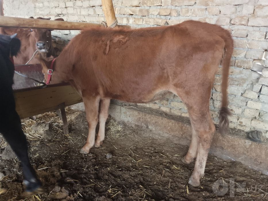 Bugʻoz mol sotiladi 5 oylik