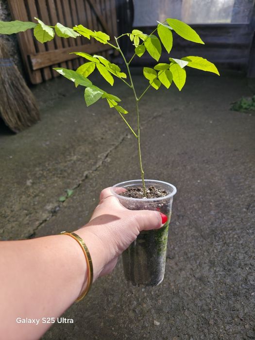 Глициния (вистерия)