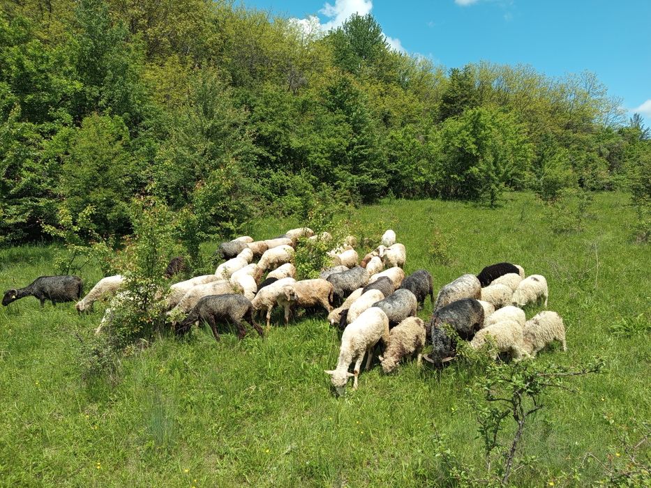 Vând 48 de oi carabașa-țârcana
