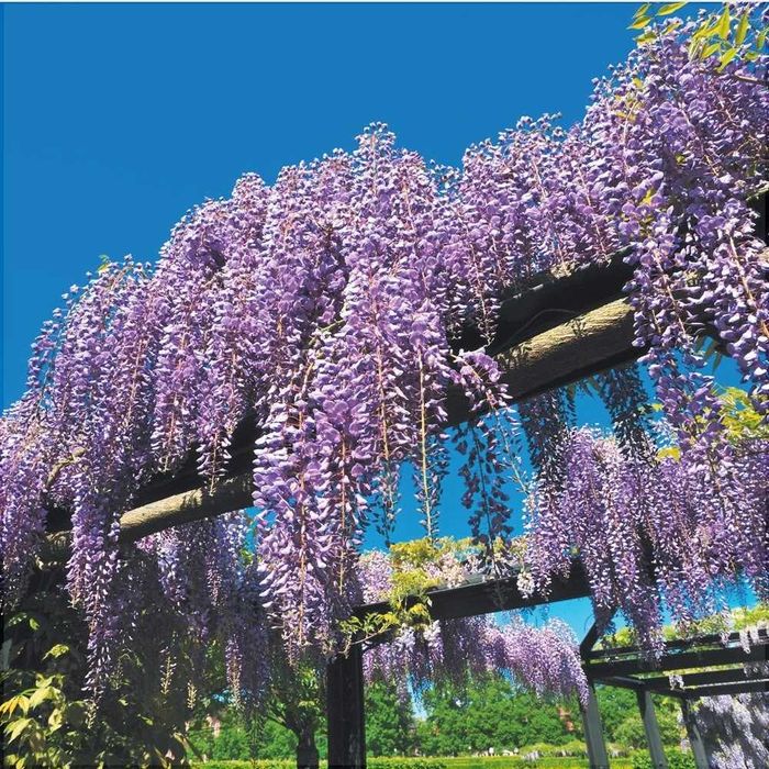 Floare flori Wisteria mov glicina semințe sau ghiveci