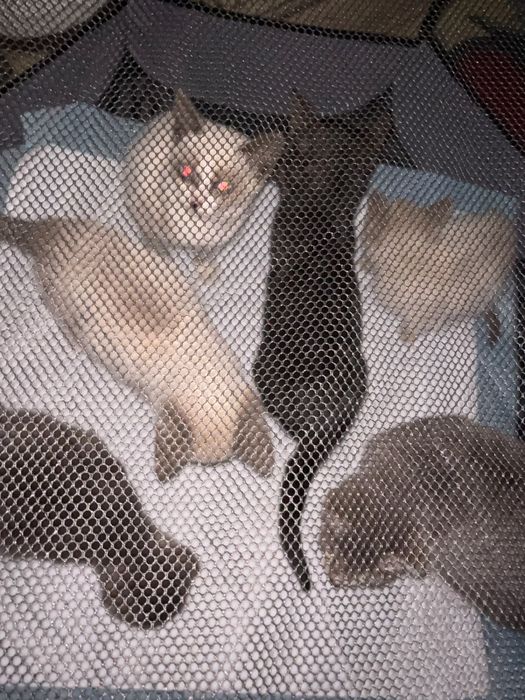 Отдам котят 6 котиков