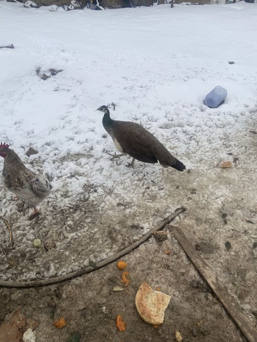 ұрғашы павлин сатылады