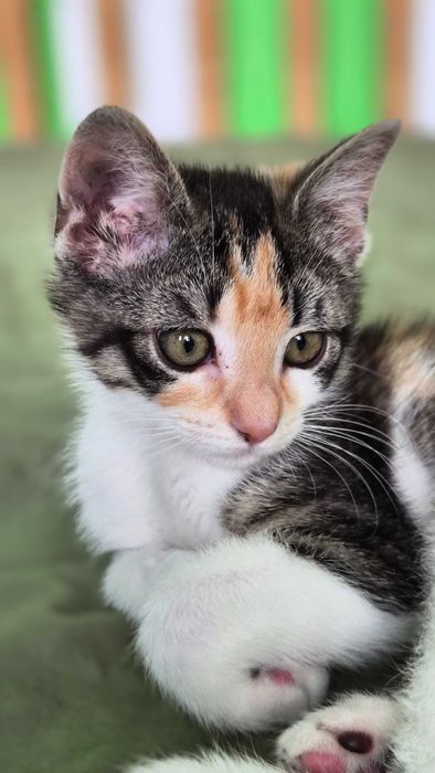 Коте момиченце на 3 месеца